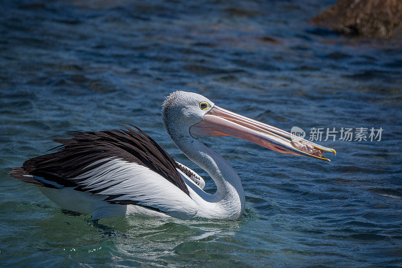 澳大利亚鹈鹕(Pelecanus anisoillatus)